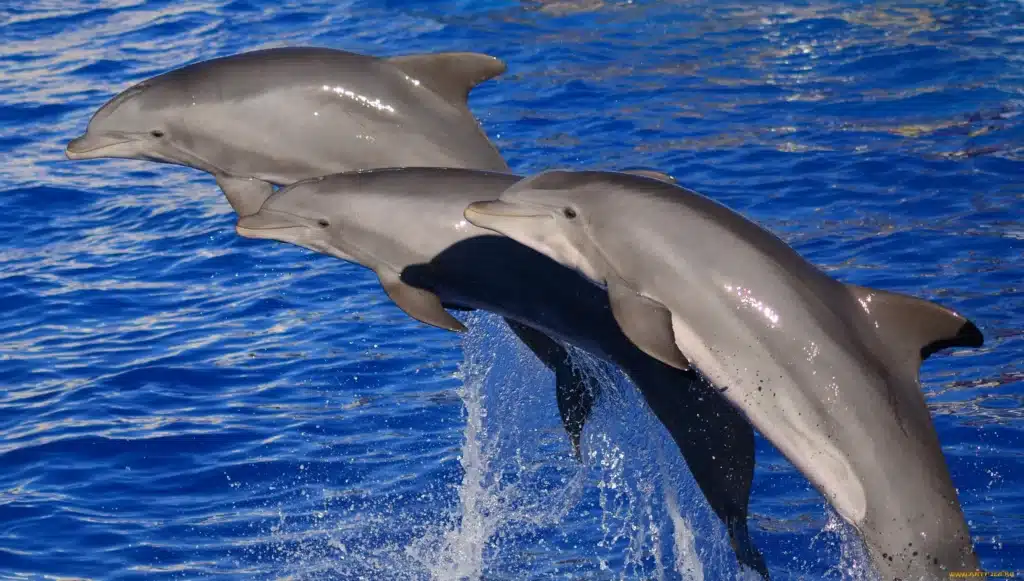 What Makes Dolphins Mammals