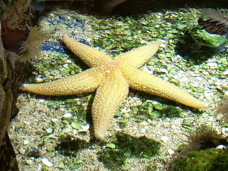 What Dramatically Changes When Starfish Are Removed