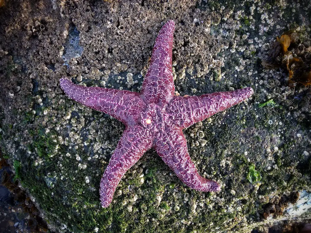 Can Starfish Live Out Of Water