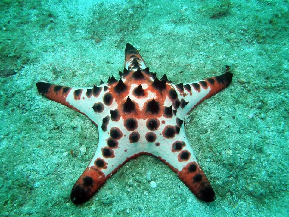 Are Starfish Decomposers
