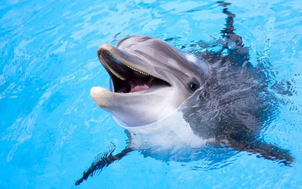 What Is The Scientific Name Of Dolphin