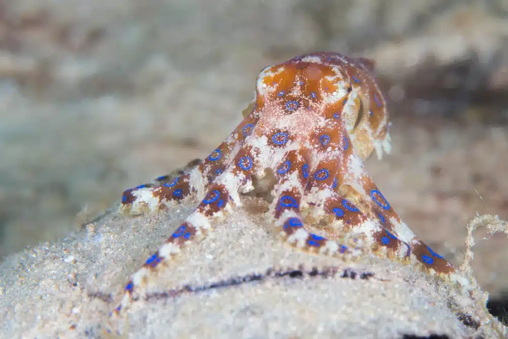  Are All Octopuses Venomous