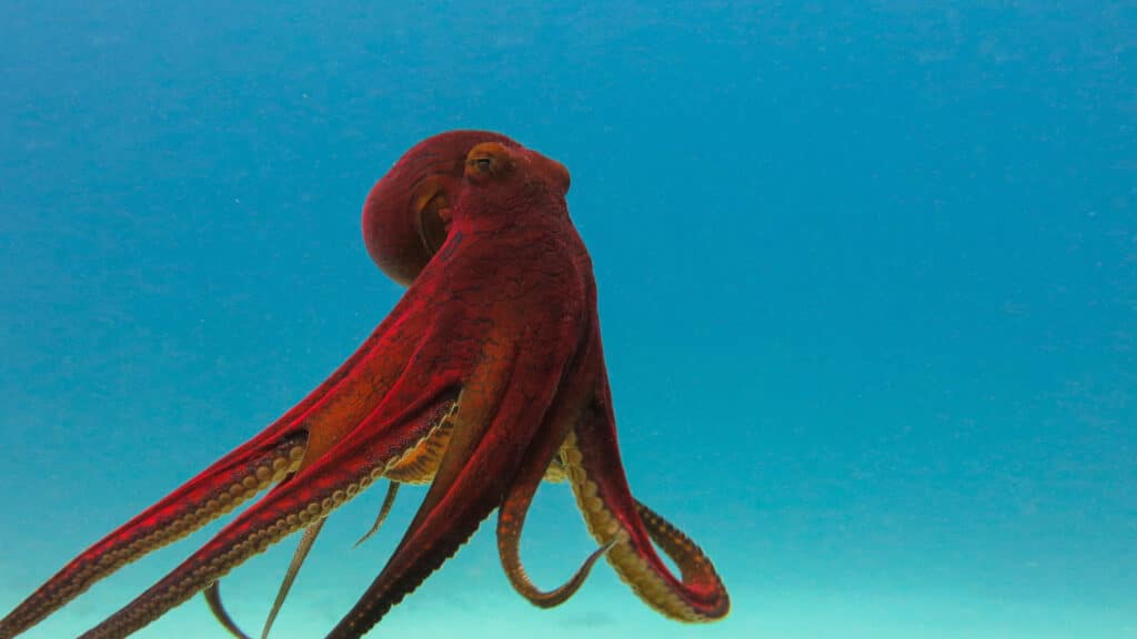 Are Giant Octopus Dangerous