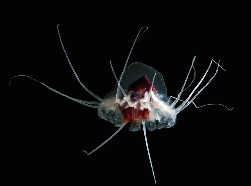 Are Jellyfish Intelligent