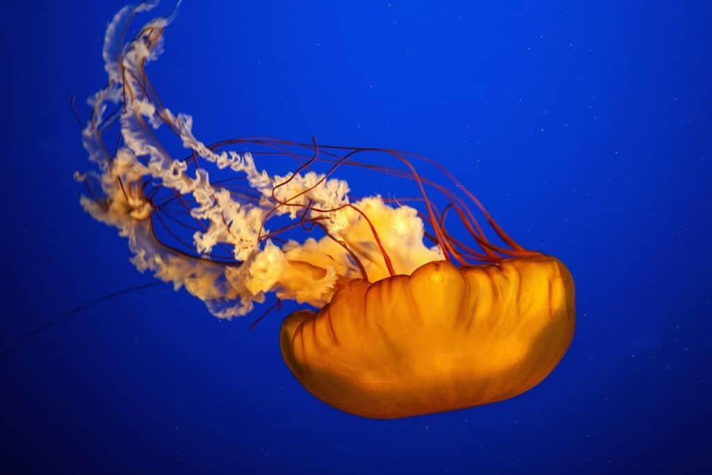 Are Jellyfish Omnivores