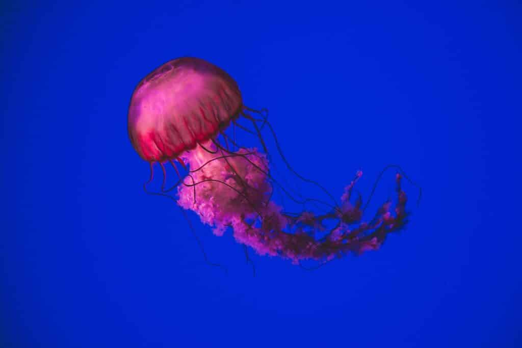Are Jellyfish Omnivores