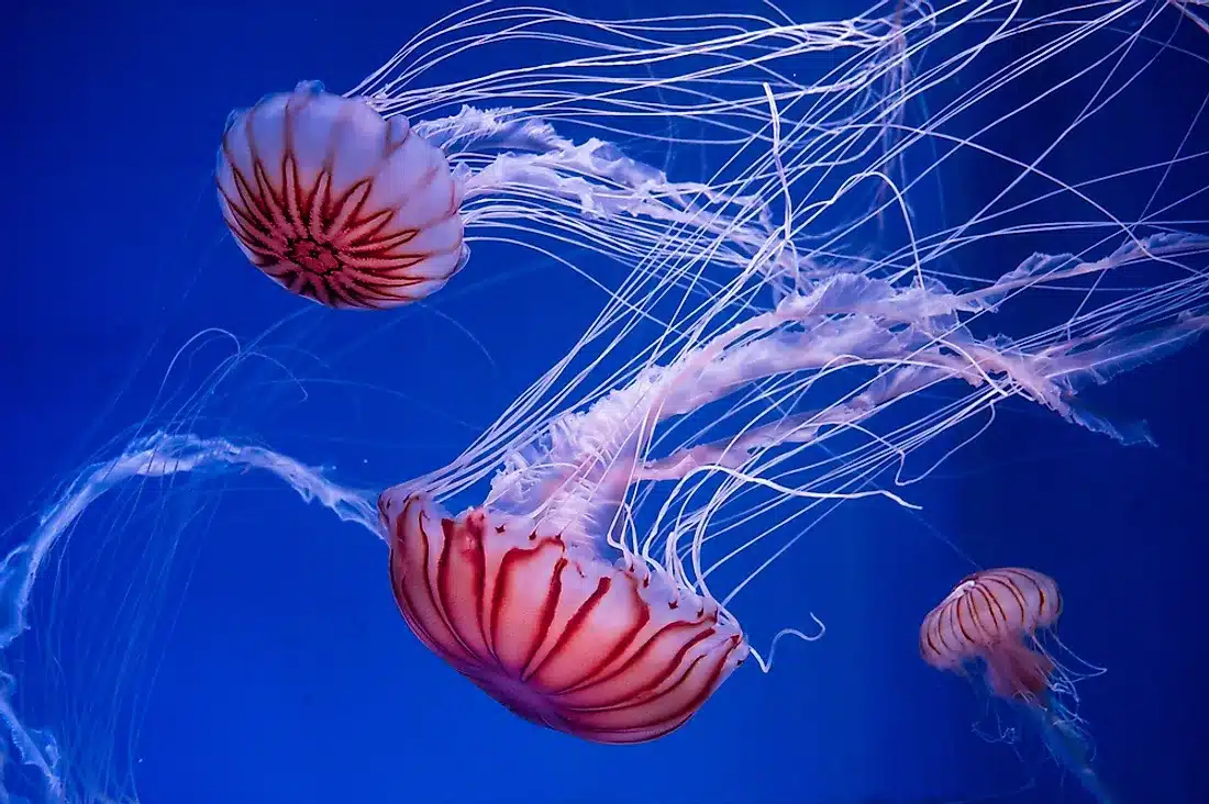  Are Jellyfish Smart