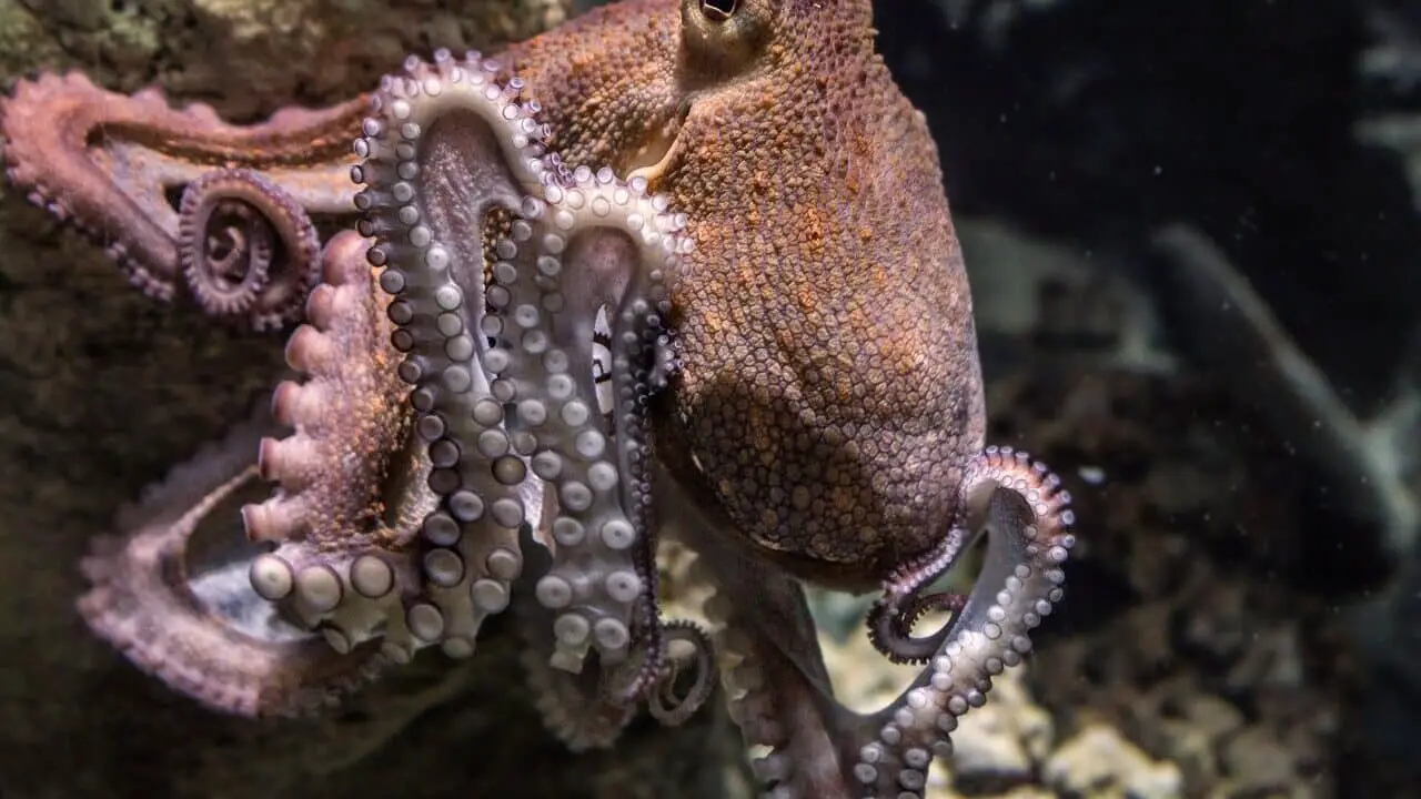 Are Octopus Carnivores - Naturefins