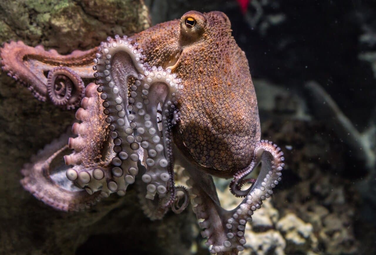 Are Octopus Carnivores