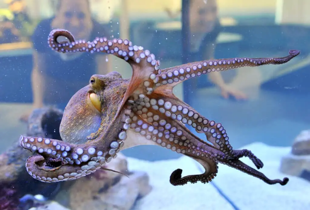 Are Octopus Endangered
