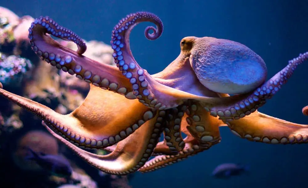  Are Octopus Nocturnal