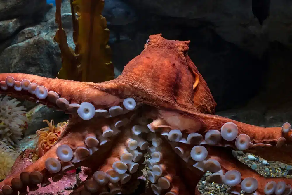 Are Octopus Nocturnal