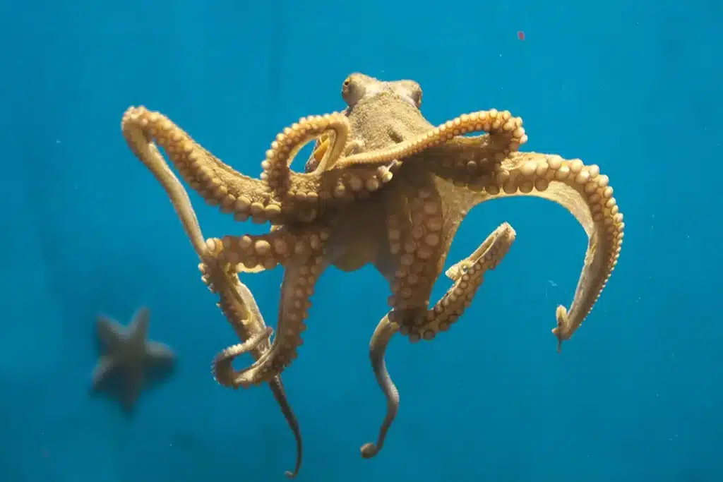 Are Octopus Omnivores