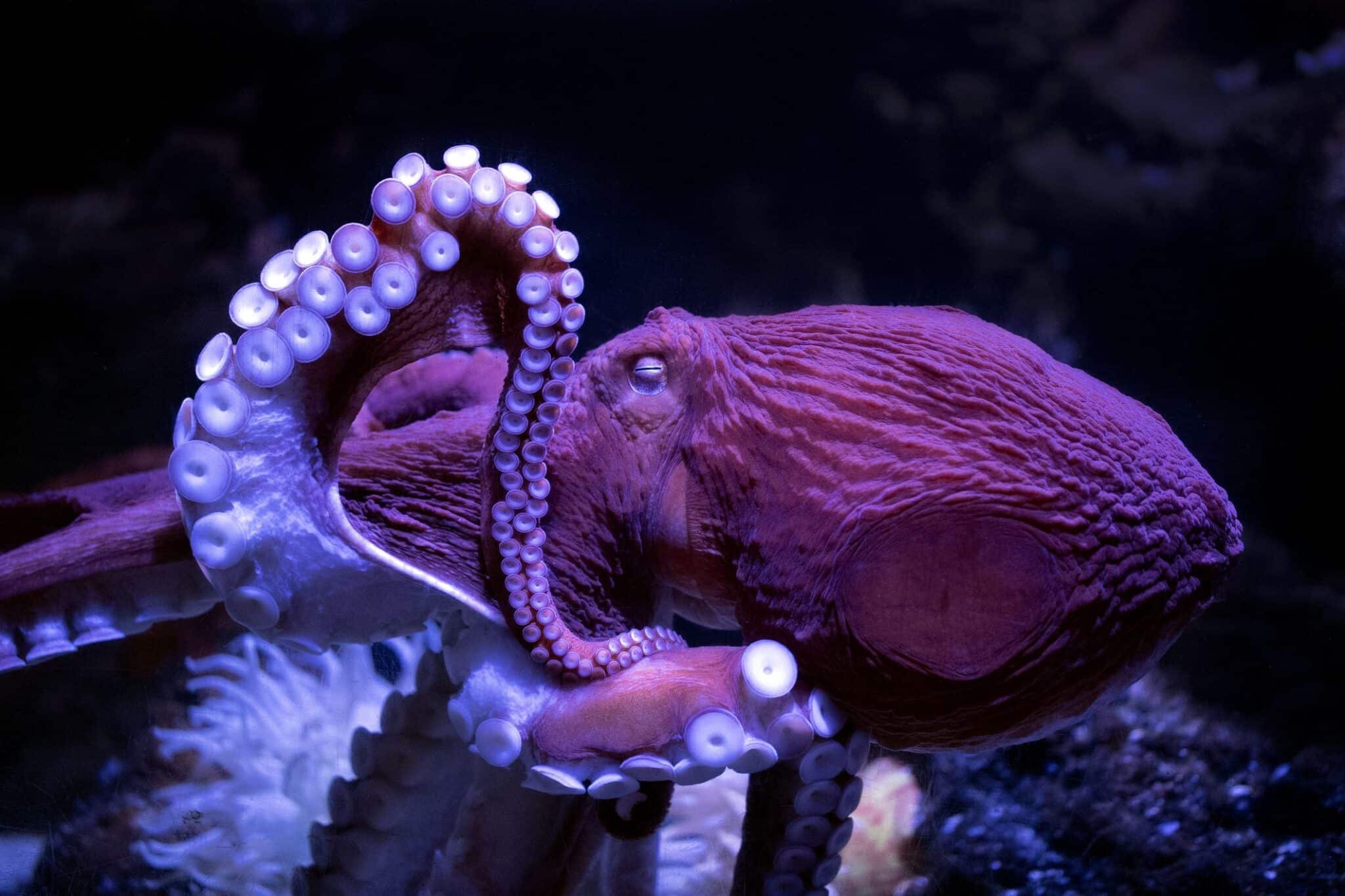 Are Octopus Omnivores