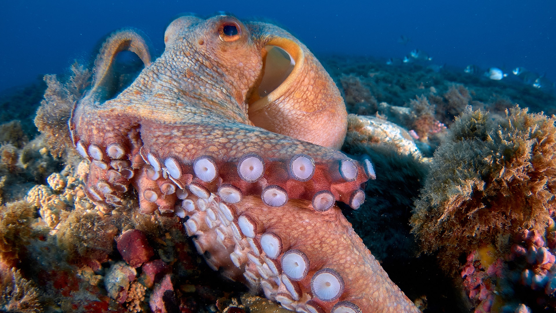 Are Octopus Smarter Than Dogs