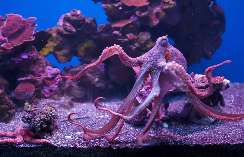 Are Octopuses Fish
