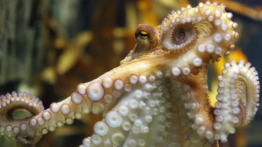 Are Octopuses Friendly