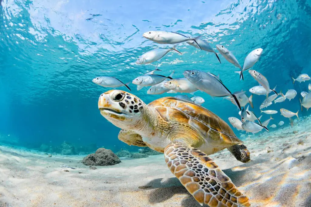 Are Sea Turtles Friendly