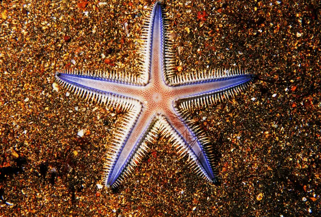 Are Starfish Carnivores