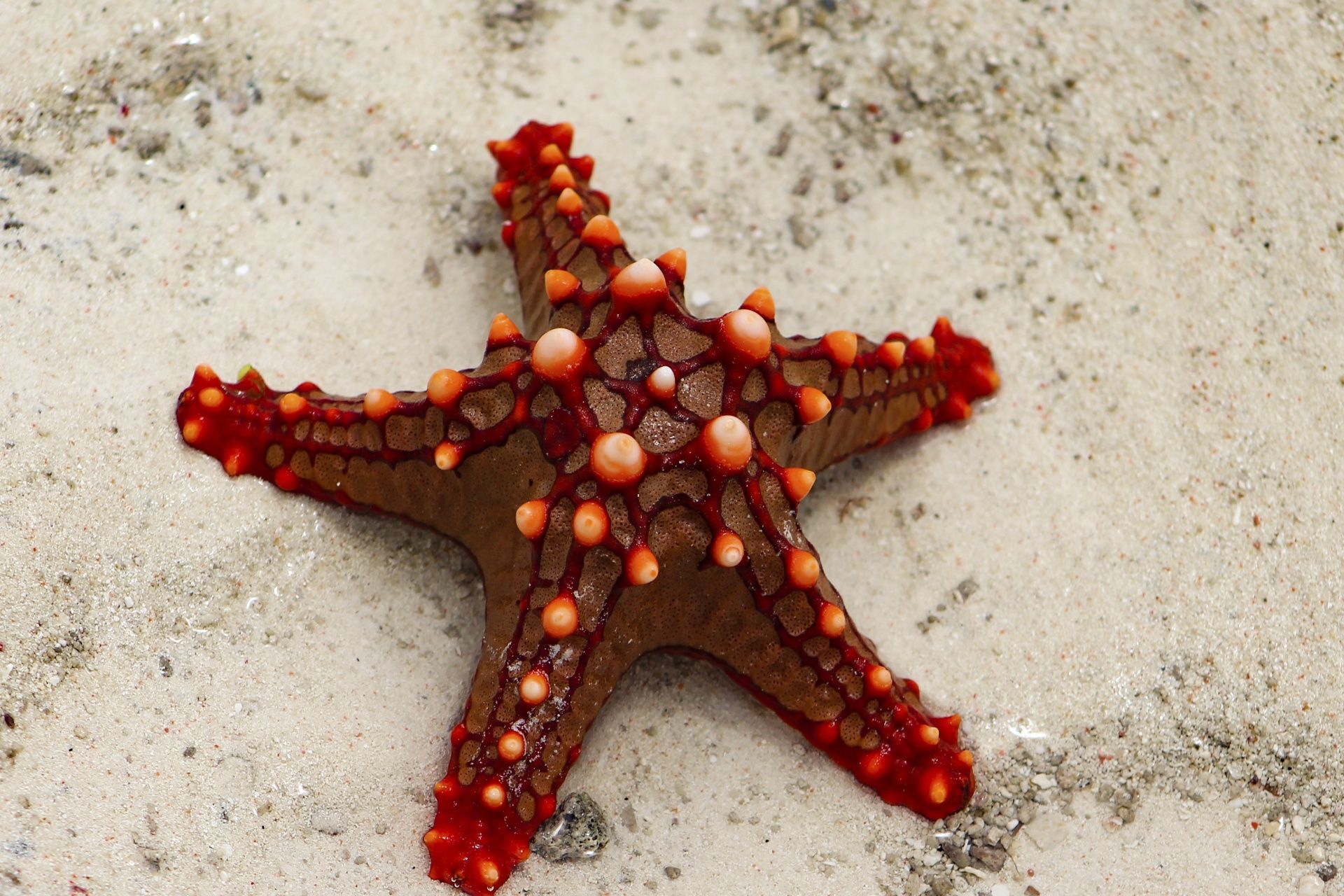 Are Starfish Carnivores