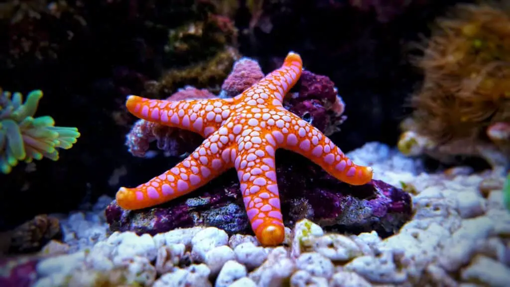 Are Starfish Saltwater Or Freshwater