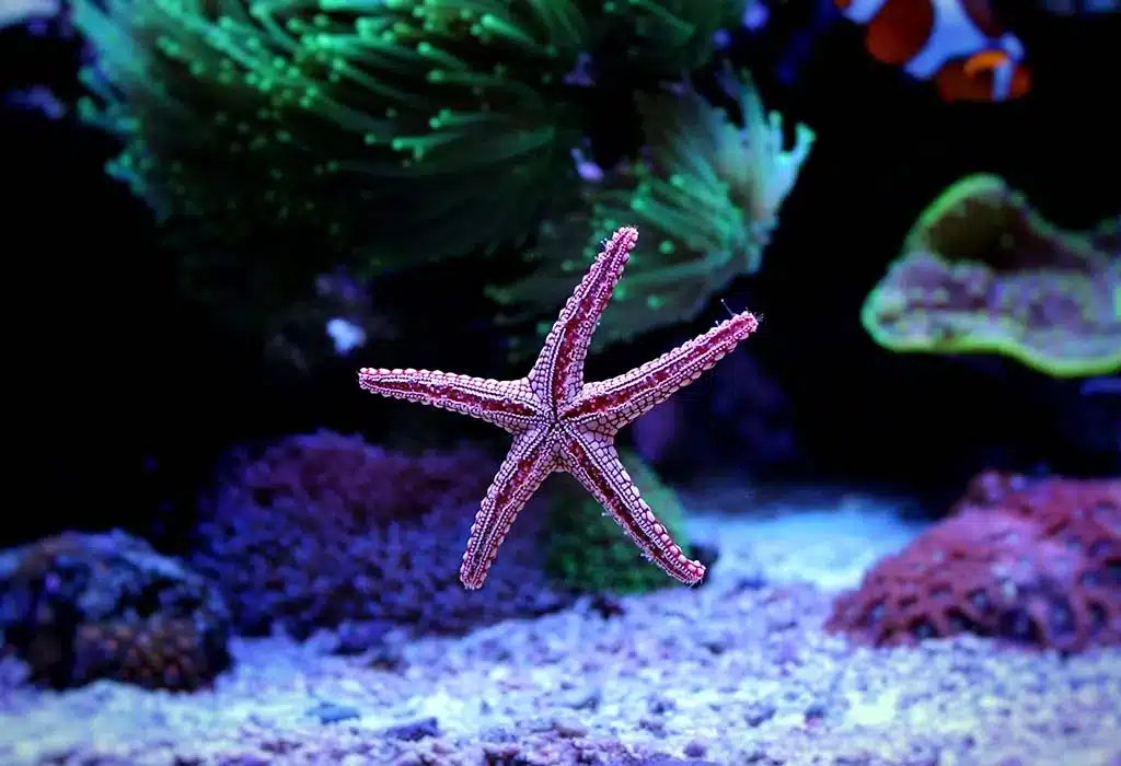 Are Starfish Saltwater Or Freshwater