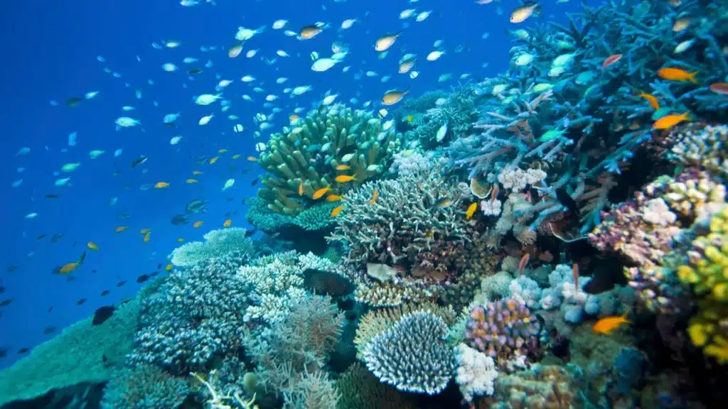 Are There Coral Reefs In Australia