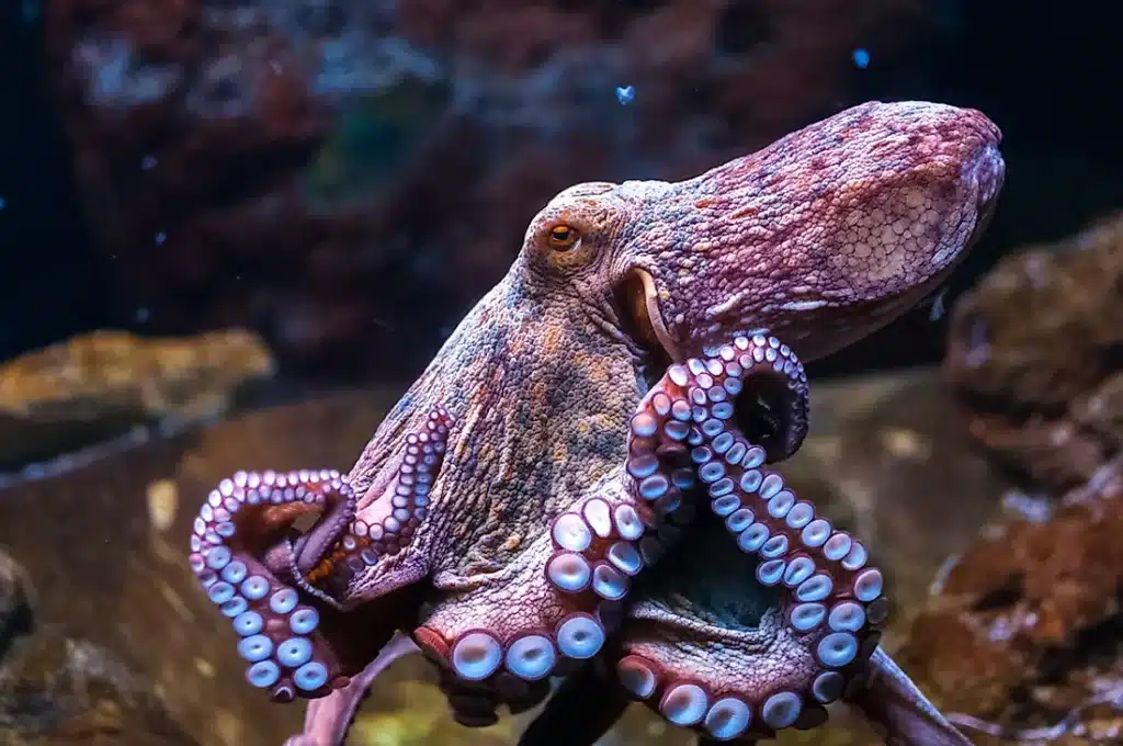 Are There Freshwater Octopus