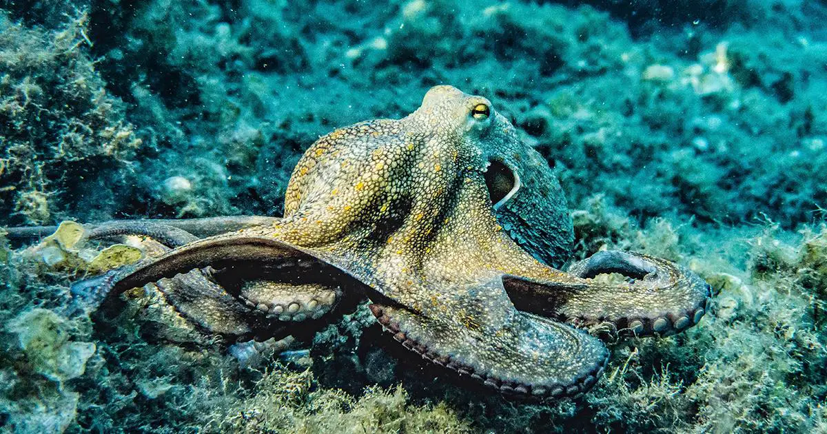 Can All Octopus Change Color