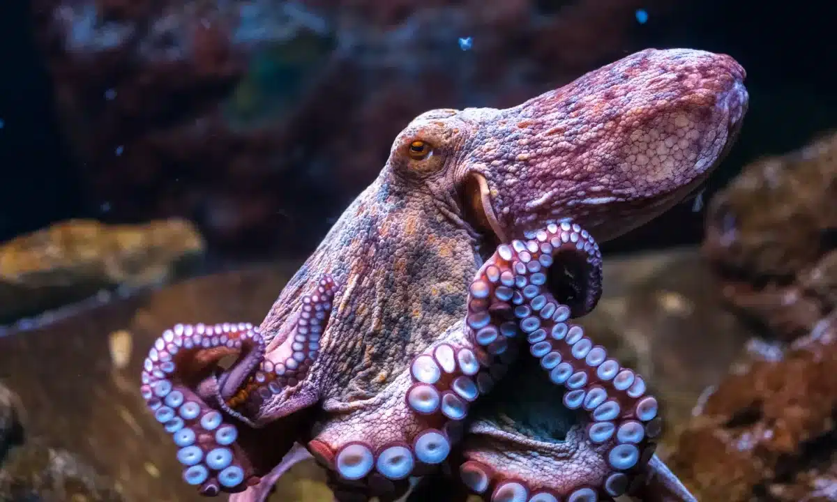 Can Octopus Bite - Naturefins