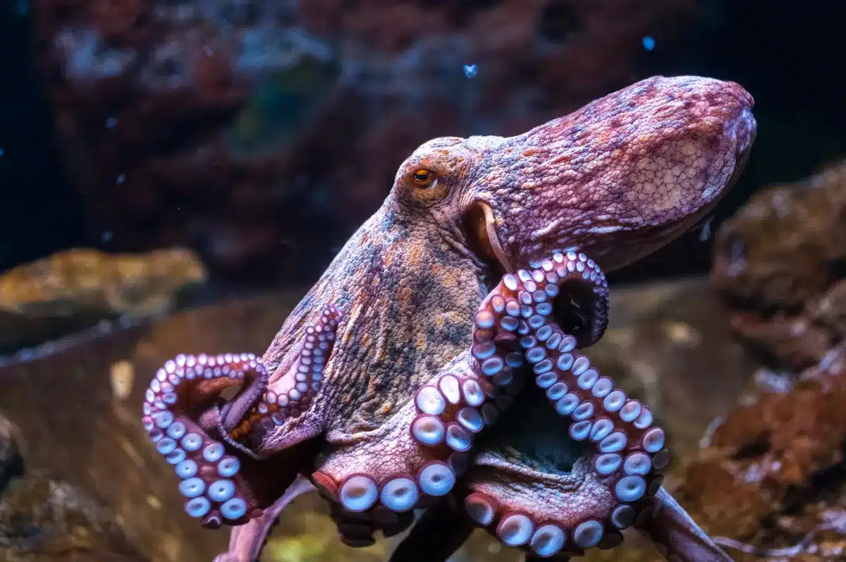 Can Octopus Bite