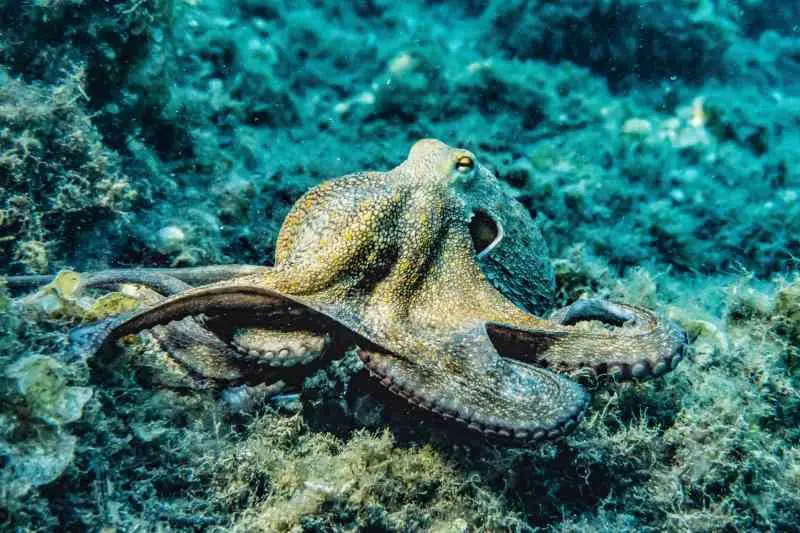 Can Octopus Grow Back Limbs