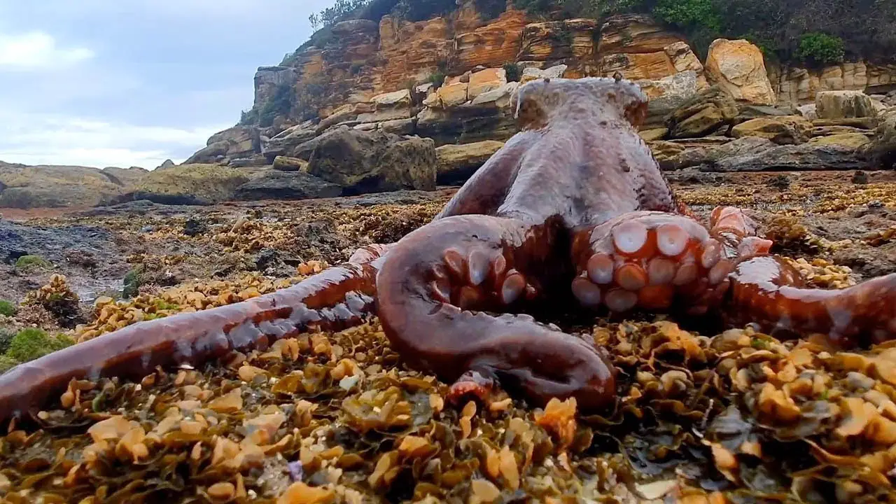 Can Octopus Live On Land