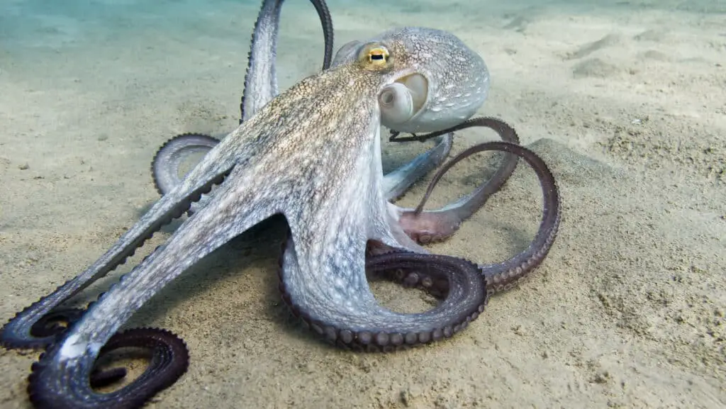Can Octopus Regenerate