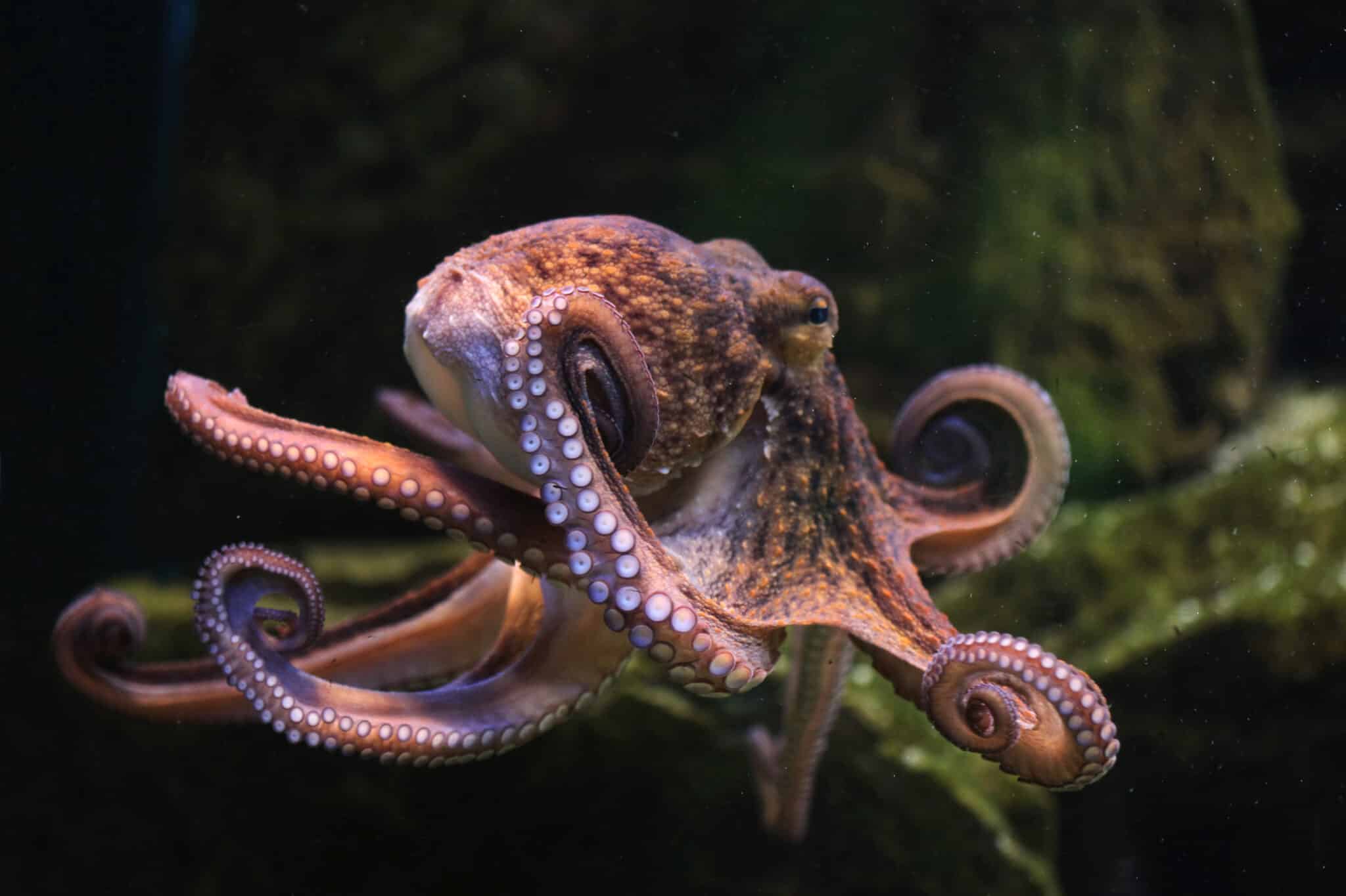 Can Octopuses Breathe On Land