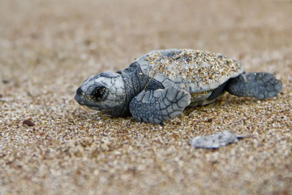 Can Sea Turtles Hide In Their Shells
