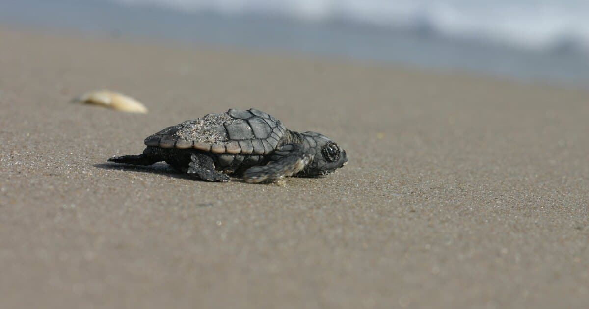 Can Sea Turtles Hide In Their Shells
