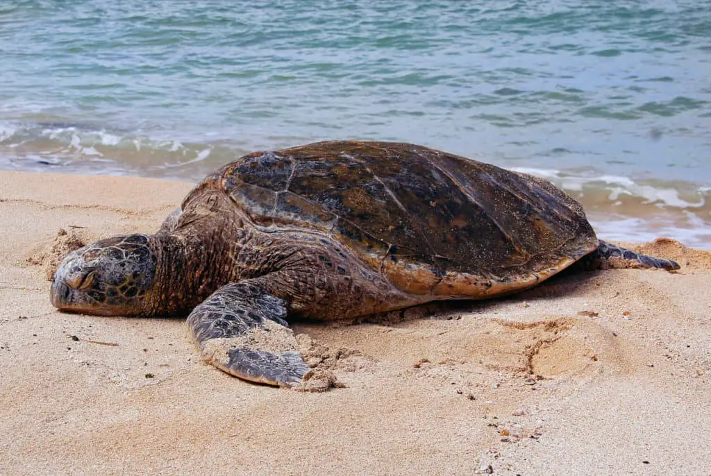 Can Sea Turtles Live On Land
