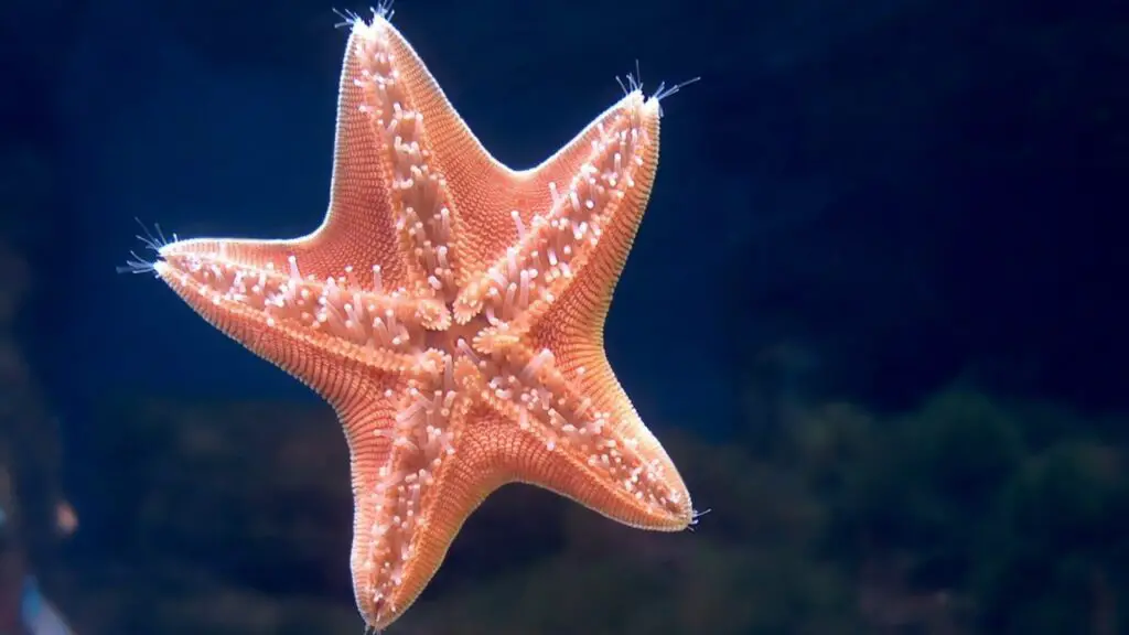 Can Starfish Swim