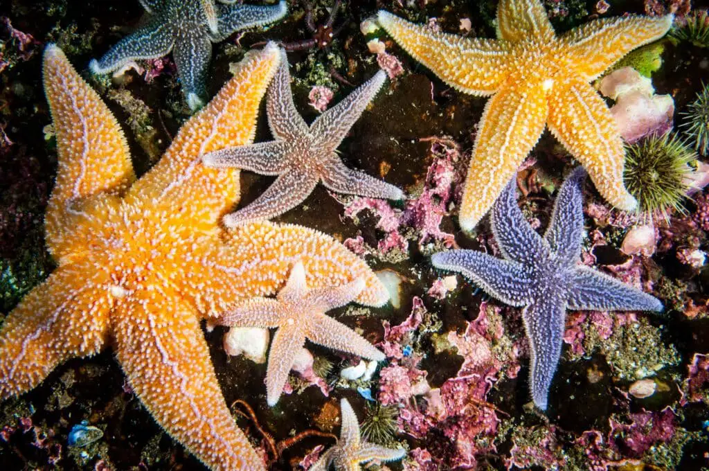 What Dramatically Changes When Starfish Are Removed