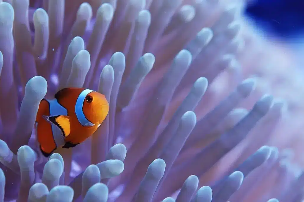 Do Clownfish Live In Coral Reefs