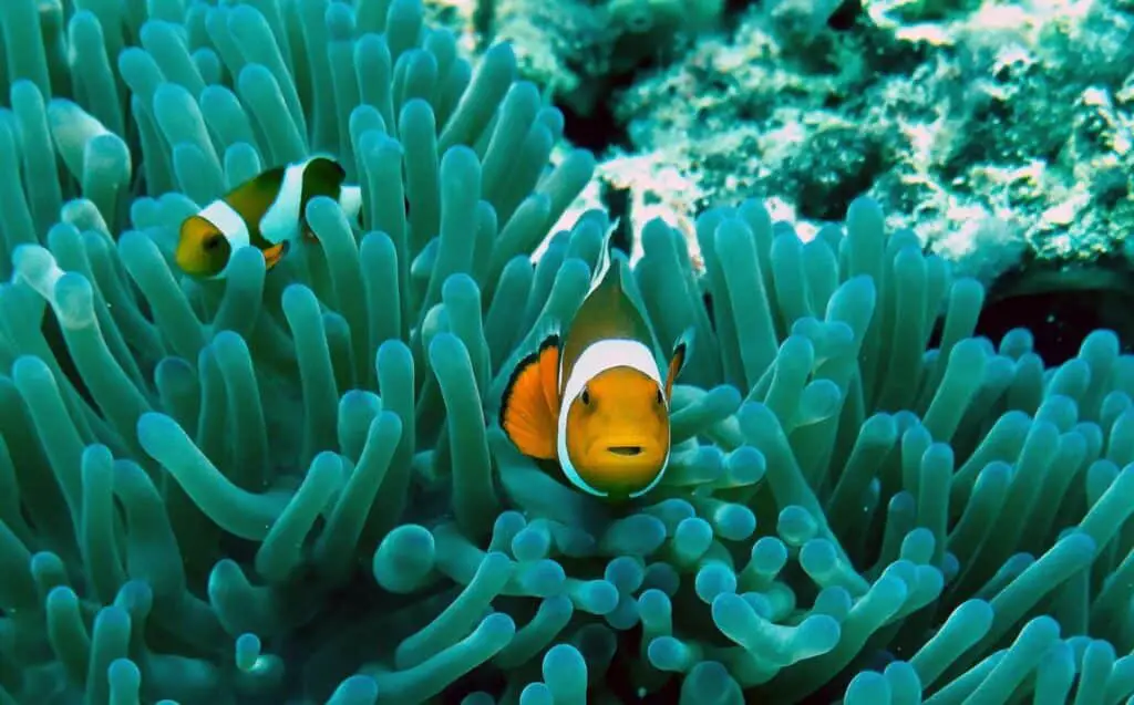 Do Clownfish Live In Coral Reefs