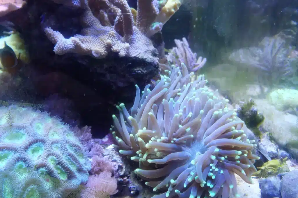 Do Corals Need White Light