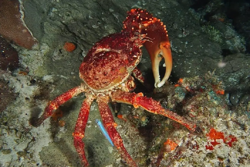Do Crabs Live In Coral Reefs