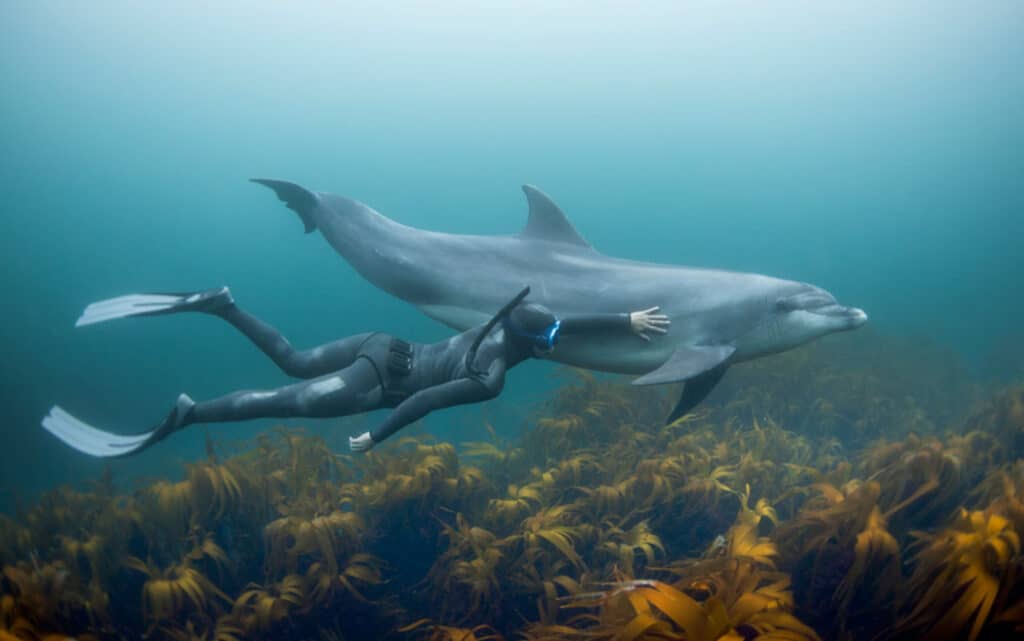 Do Dolphins Keep Sharks Away