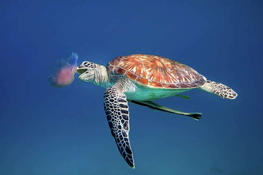 Do Jellyfish Get Turtles High