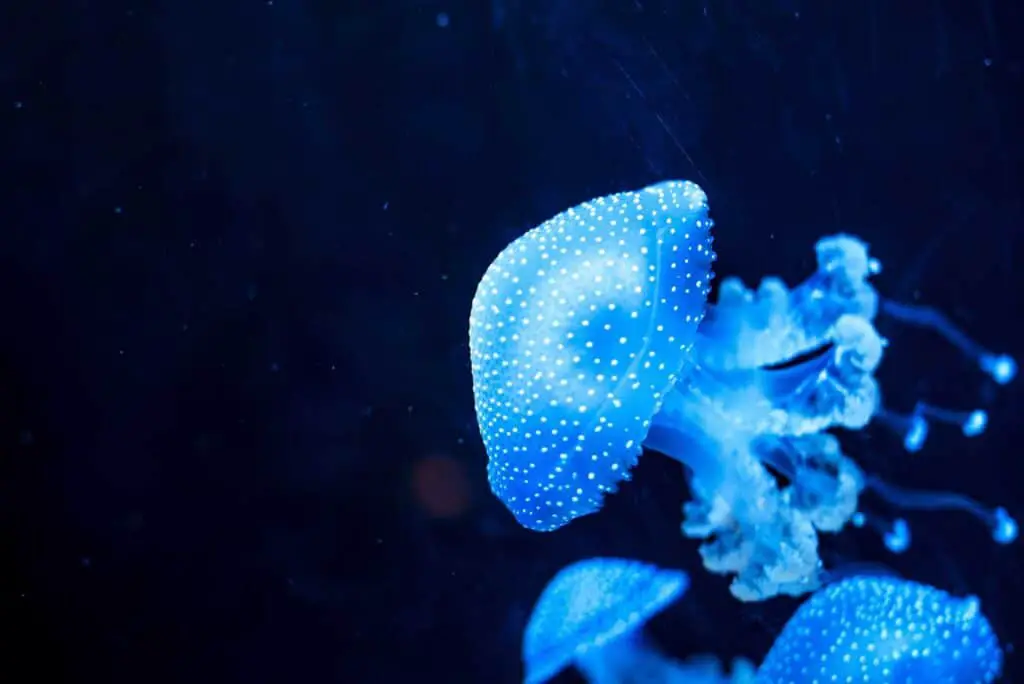 Do Jellyfish Glow