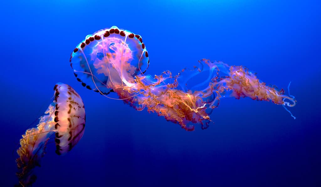 Do Jellyfish Have Hearts