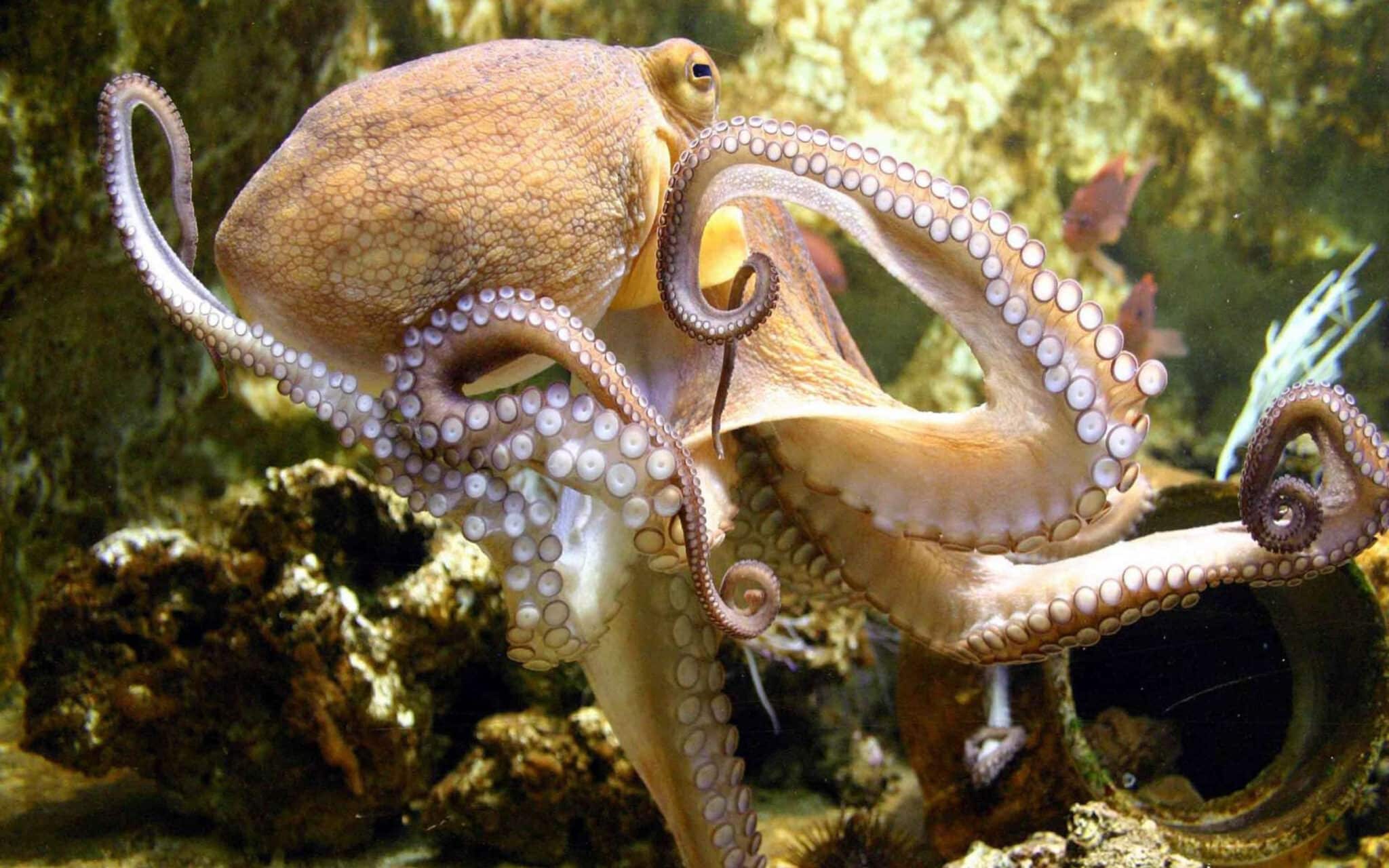 Do Octopus Bites Hurt