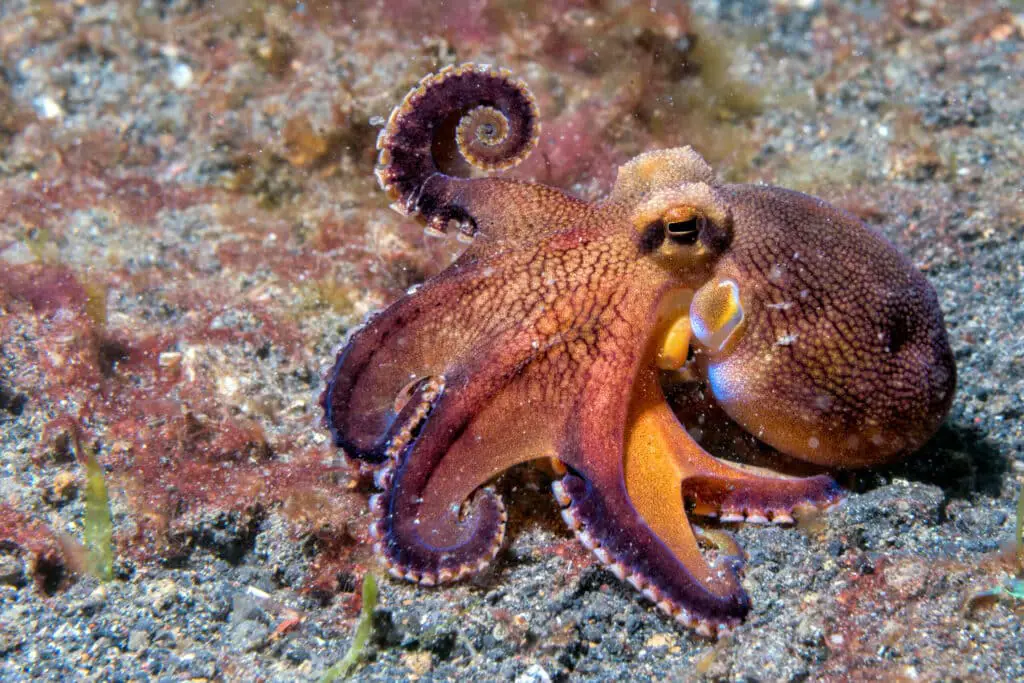 Do Octopus Grow Back Tentacles